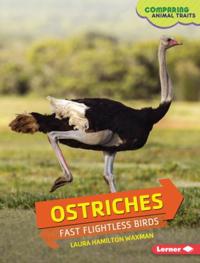 Ostriches