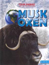 Musk Oxen