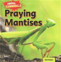 Praying Mantises