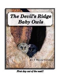 The Devil's Ridge Baby Owls: First day out of the nest!