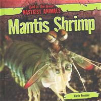 Mantis Shrimp