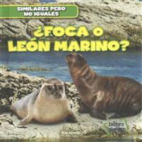 ¿Foca O León Marino? (Seal or Sea Lion?)