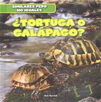 ¿Tortuga O Galápago? (Turtle or Tortoise?)