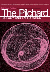 Pilchard