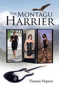 Montagu Harrier