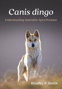 Canis dingo