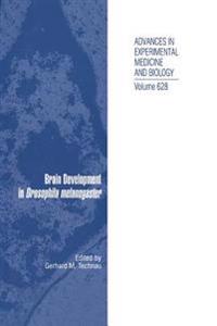 Brain Development in Drosophila melanogaster