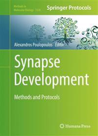 Synapse Development