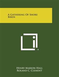 A Gathering of Shore Birds