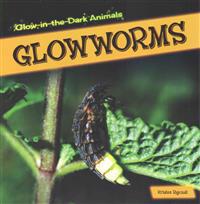Glowworms