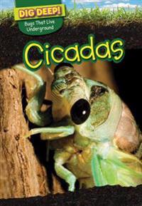 Cicadas