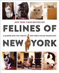 Felines of New York: A Glimpse Into the Lives of New York's Feline Inhabitants