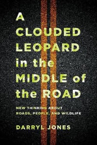 A Clouded Leopard in the Middle of the Road