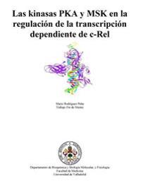 Las kinasas PKA y MSK en la regulación de la transcripción dependiente de c-Rel