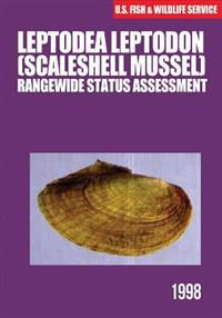 Leptodea Leptodon / Scaleshell Mussel