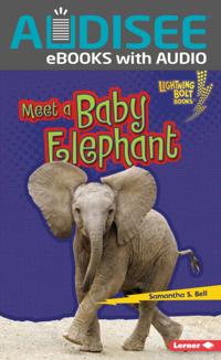 Meet a Baby Elephant