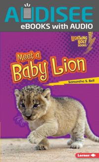 Meet a Baby Lion