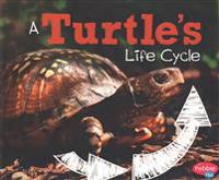 A Turtle's Life Cycle