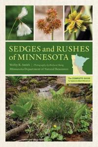 Sedges and Rushes of Minnesota
