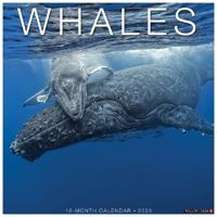 Whales 2026 Wall Calendar