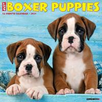 Boxer Puppies 2027 Wall