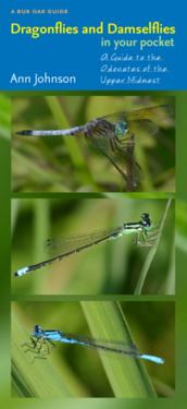 Dragonflies and Damselflies in Your Pocket