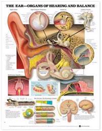 Kirjan kansi "The Ear: Organs of Hearing and Balance Anatomical Chart"