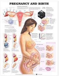 Kirjan kansi "Pregnancy and Birth"