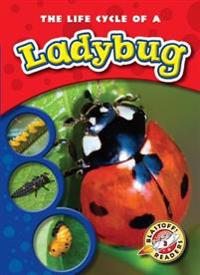 Sexton, C: Life Cycle of a Ladybug