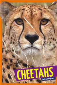 Cheetahs