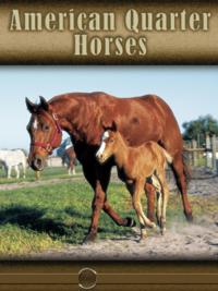 Eye To Eye With Horses