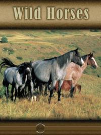 Eye To Eye With Horses