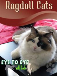Eye To Eye With Cats