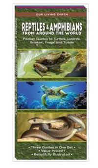 Reptiles & Amphibians from Around the World