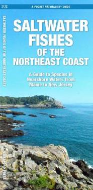 Saltwater Fishes of the Northeast Coast