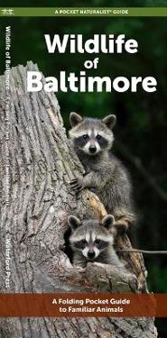 Wildlife of Baltimore