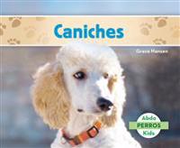 Caniches (Poodles )