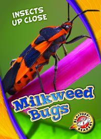 Milkweed Bugs