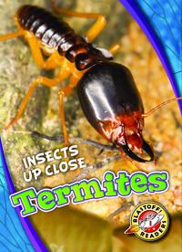 Termites