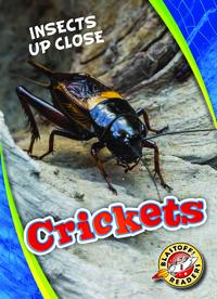 Crickets