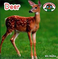 Deer