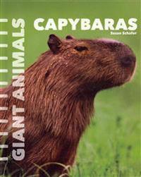 Capybaras