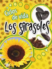 Ciclos de vida los girasoles