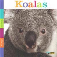 Seedlings: Koalas