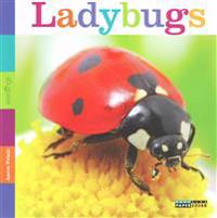 Seedlings: Ladybugs