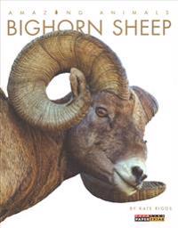Amazing Animals: Bighorn Sheep