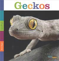 Seedlings: Geckos