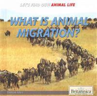 What Is Animal Migration?
