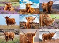 Highland Cows 1000-Piece Puzzle