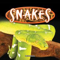 Reptiles!